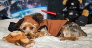 Yorkie with Star Wars toy illustrating fractional vs. full-time CMO